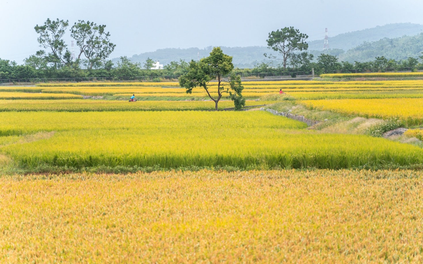 Warum GCC-Märkte vietnamesische Produkte bevorzugen